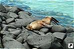   (Espanola),   (Galapagos islands), .