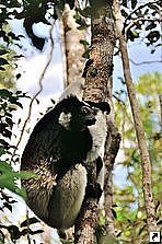   (Indri),   (Perinet), .