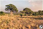   (Tarangire), .