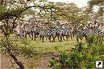    (Serengeti), .