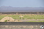   (Danakil Depression), .