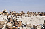    ̣   (Assale)     (Hamd Ela),   (Danakil Depression), .