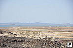 ̣ ,   (Danakil Depression), .