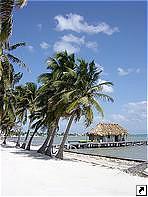   (Ambergris Caye), .