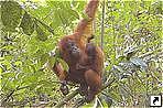   ԣ,    (Leuser National Park),  (Bukitlawang),  (Medan),   (Sumatra), .