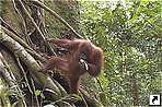 ,    (Leuser National Park),  (Bukitlawang),  (Medan),   (Sumatra), .