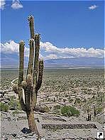  ,    (Parque Nacional Los Cardones),   (Salta), .