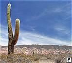  ,    (Parque Nacional Los Cardones),   (Salta), .