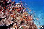     (Beqa Lagoon), .