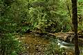 Franklin River, Franklin-Gordon Wild Rivers NP,  (640x426 164Kb)