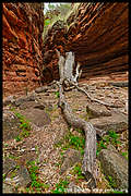 Alligator Gorge, Mt Remarkable National Park, South Australia, Australia (5) (480x720 300Kb)