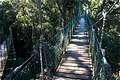 Tree Top Walk, Lamington National Park, QLD, . (1024x683 414Kb)